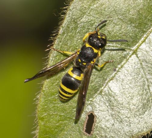 Réf. 356 783 : Ancistrocerus sp.